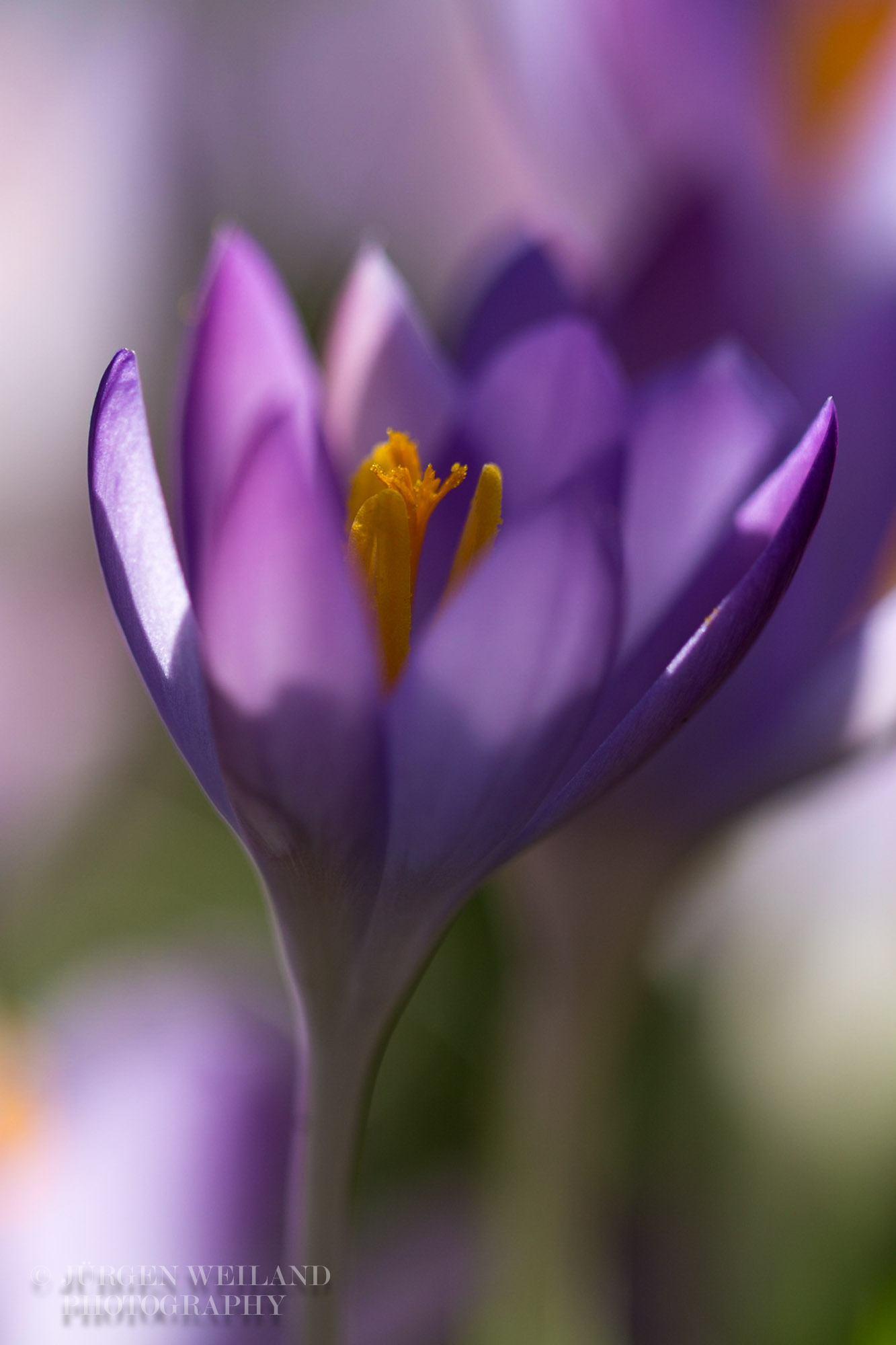 Crocus vernus Frühlingskrokus Spring crocus-2