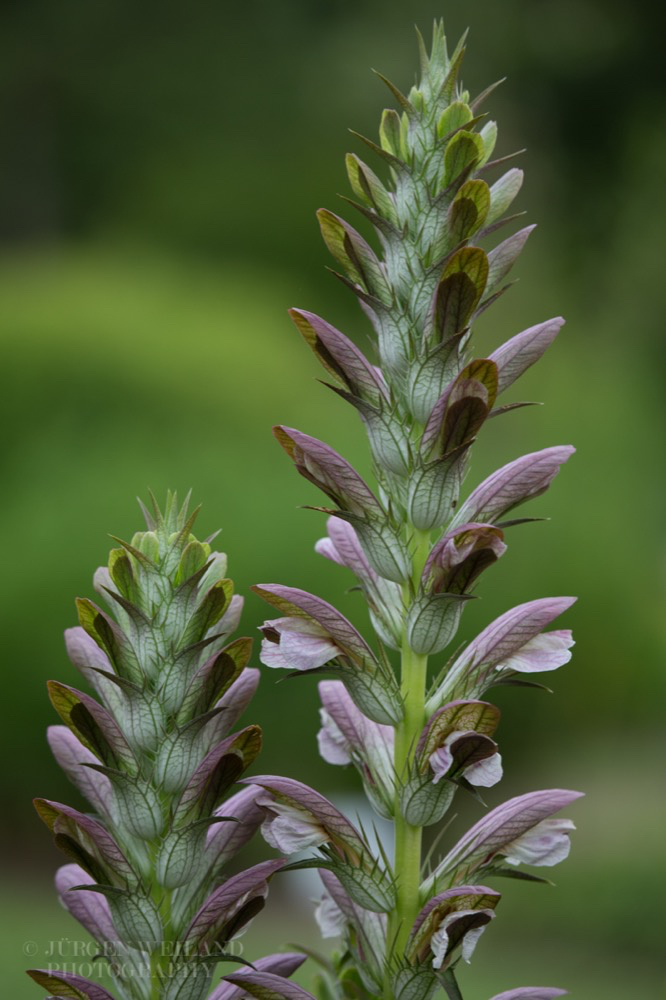 Acanthus hungaricus 2.jpg