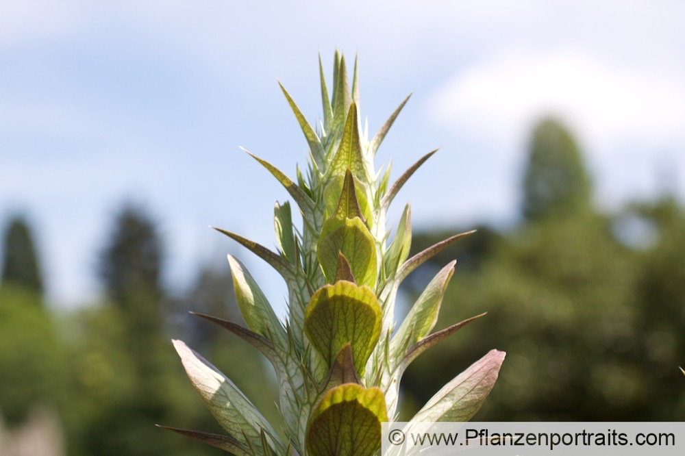 Acanthus hungaricus Ungarischer Akanthus Hungarian Bears Breeches.jpg