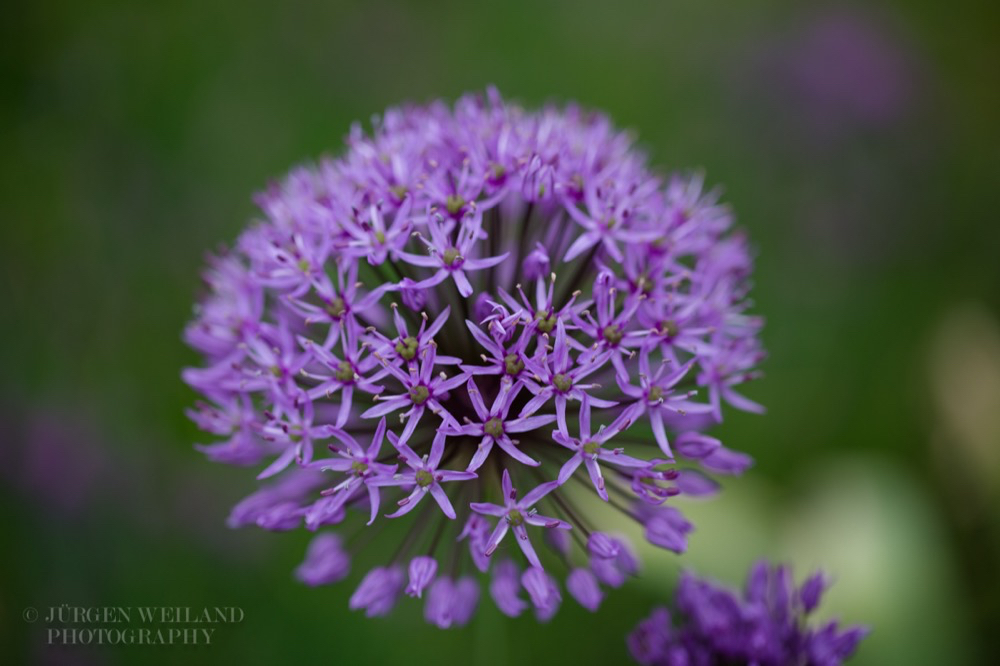 Allium hollandicum.jpg