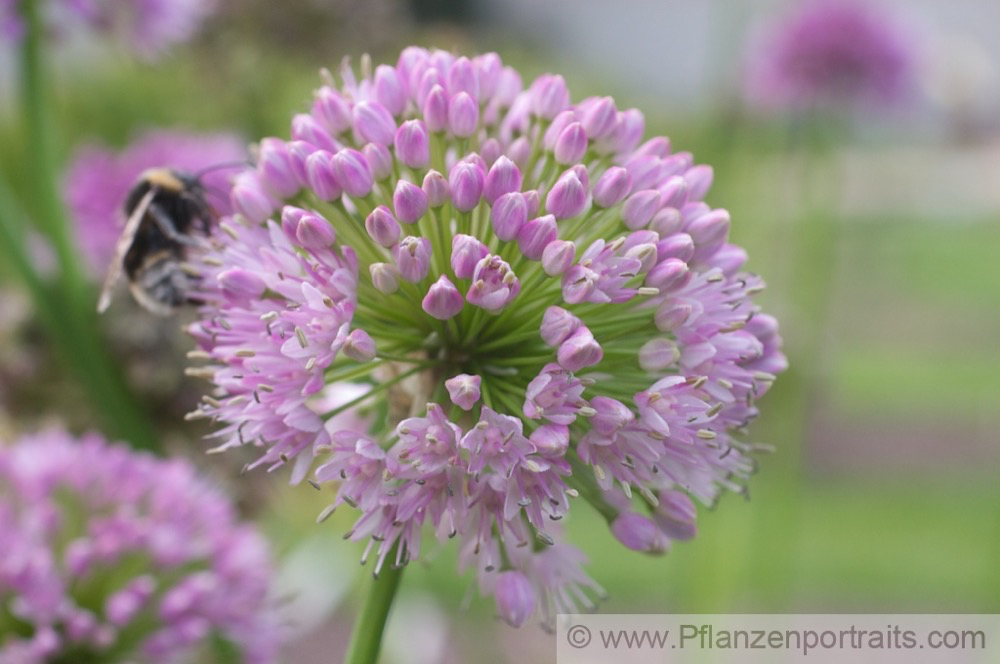 Allium nutans Nickender Lauch 2.jpg