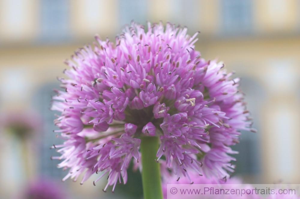 Allium nutans Nickender Lauch.jpg