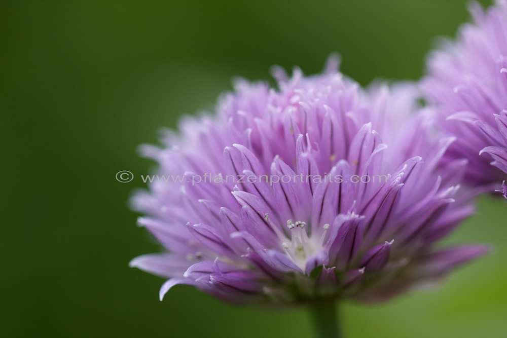 Allium schoenoprasum Schnittlauch Chives 4.jpg