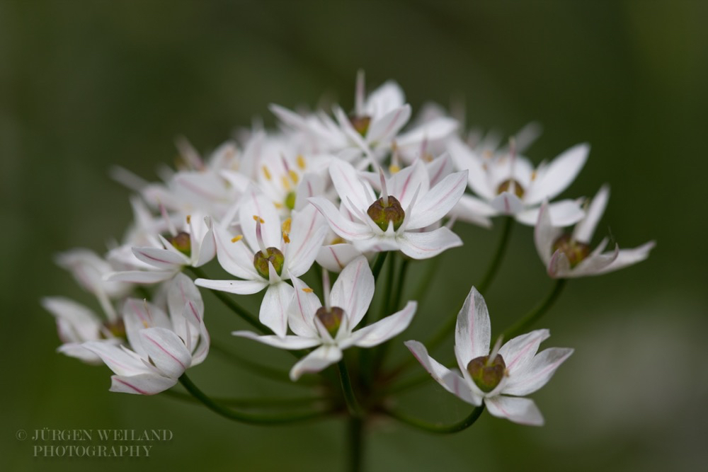 Allium subhirsutum Behaarter Lauch.jpg