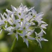 Allium ursinum Baerlauch Wild garlic.jpg