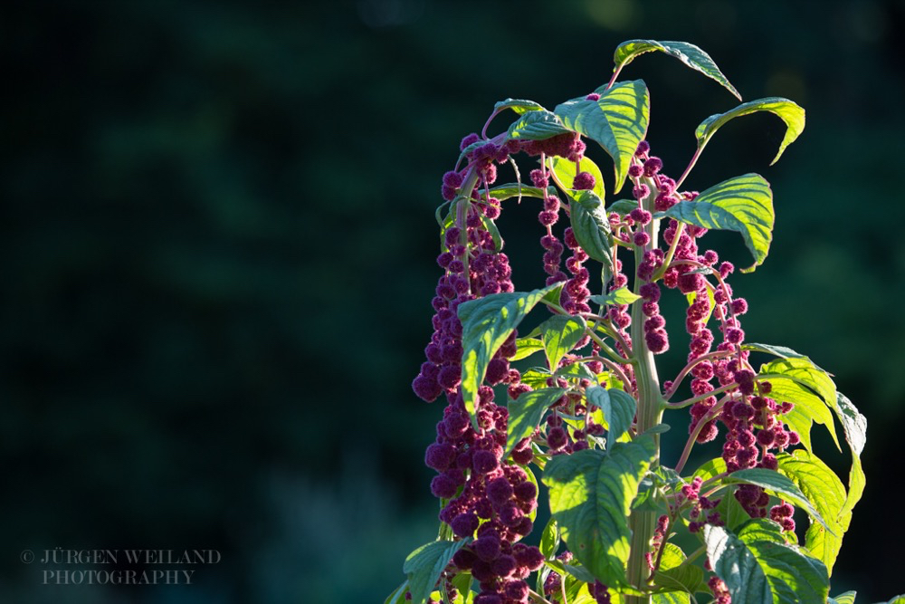 Amaranthus cruentus Fuchsschwanz Mexican grain amaranth 3.jpg