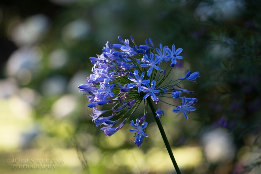 Agapanthus africanus.jpg