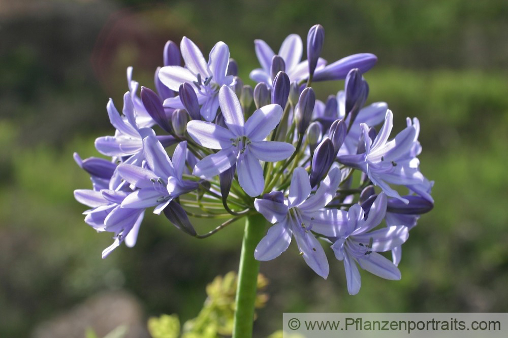 Agapanthus campanulatus_1.jpg