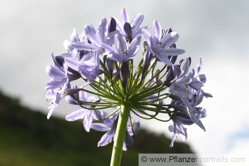 Agapanthus campanulatus_2.jpg