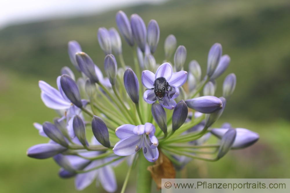 Agapanthus campanulatus.jpg