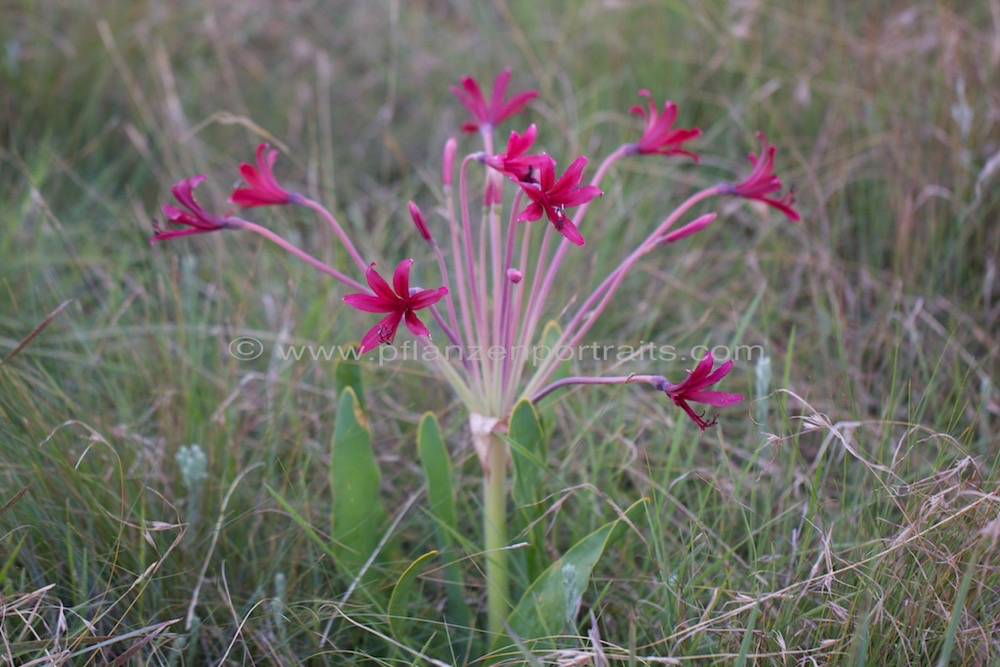 Brunsvigia natalensis Natal Candelabra Flower 2.jpg