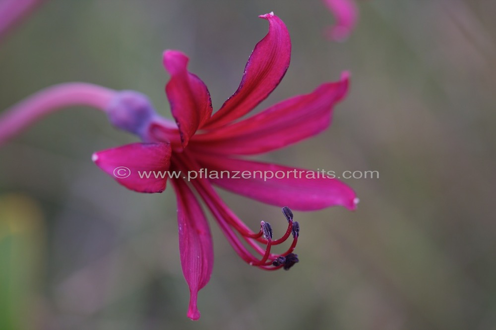 Brunsvigia natalensis Natal Candelabra Flower.jpg