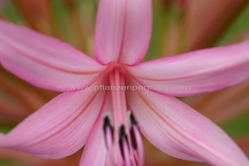 Brunsvigia radulosa Candelabra Flower 1.jpg