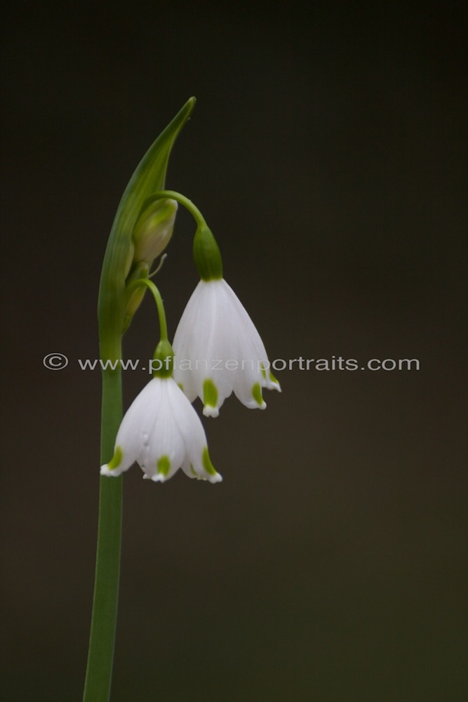 Leucojum vernum Maerzbecher Spring Snowflake 1.jpg