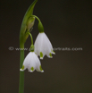 Leucojum vernum Maerzbecher Spring Snowflake 1.jpg