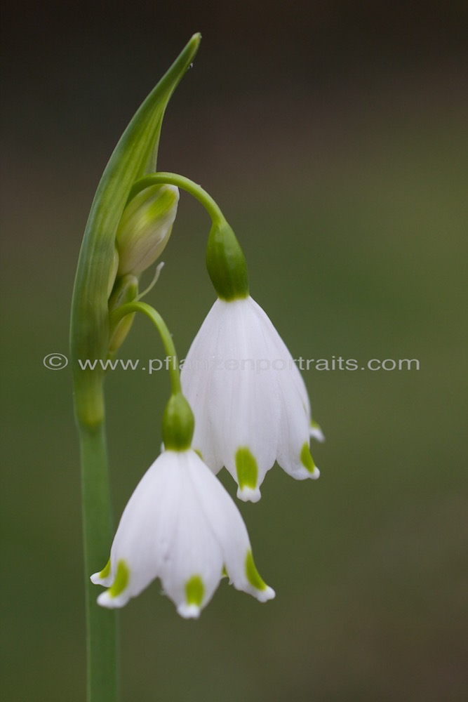 Leucojum vernum Maerzbecher Spring Snowflake 2.jpg