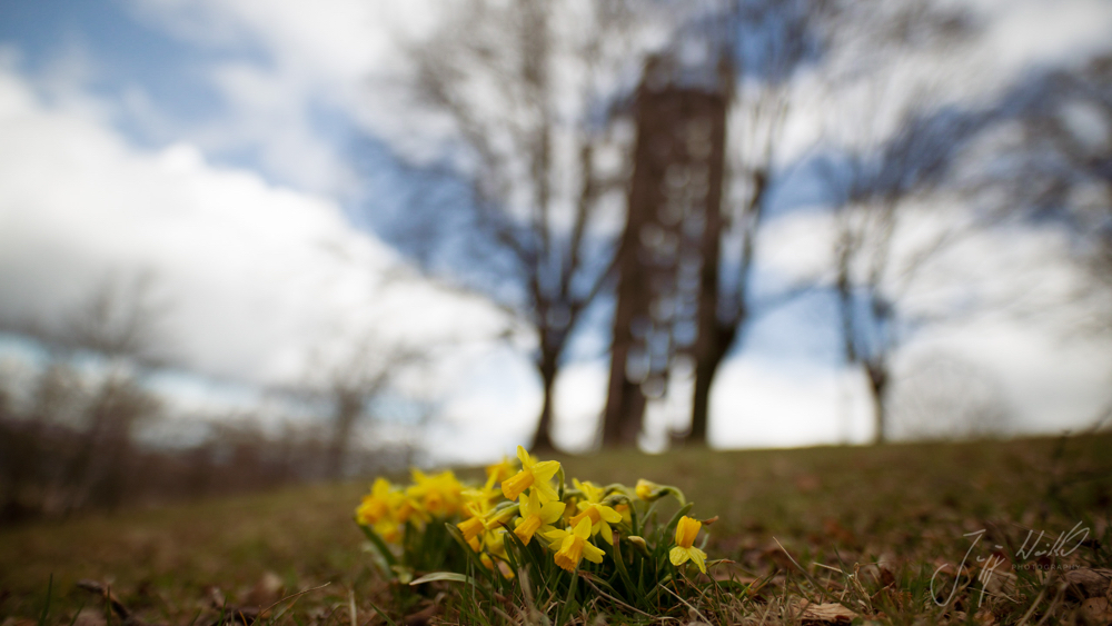 Narcissus pseudonarcissus Osterglocke 2.jpg