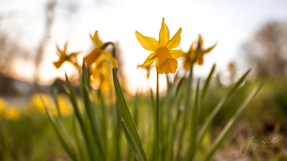 Narcissus pseudonarcissus Osterglocke Daffodil.jpg