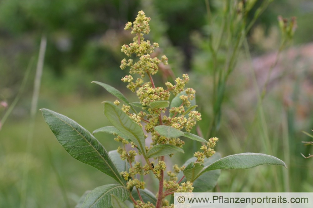 Rhus discolor Grassveld Currant.jpg