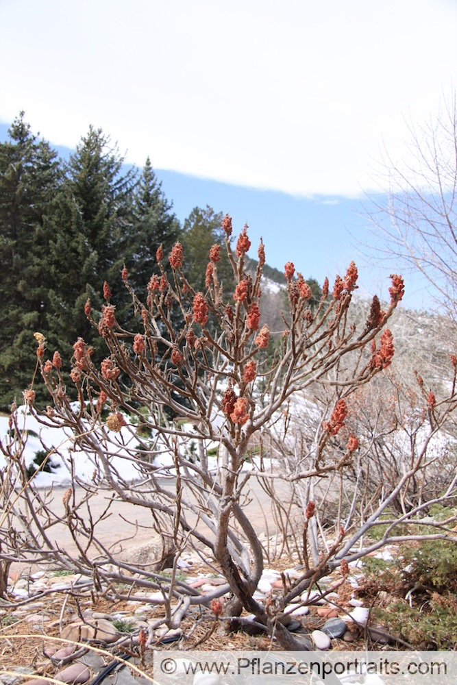 Rhus glabra Scharlachsumach Pennsylvania Sumac 1.jpg