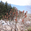 Rhus glabra Scharlachsumach Pennsylvania Sumac 1.jpg