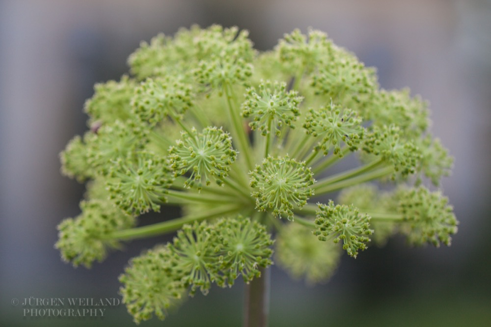 Angelica archangelica Echte Engelwurz Archangel 3.jpg