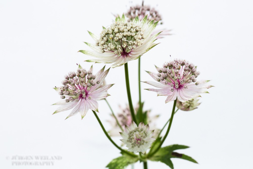 Astrantia major Grosse Sterndolde Great masterwort 4.jpg