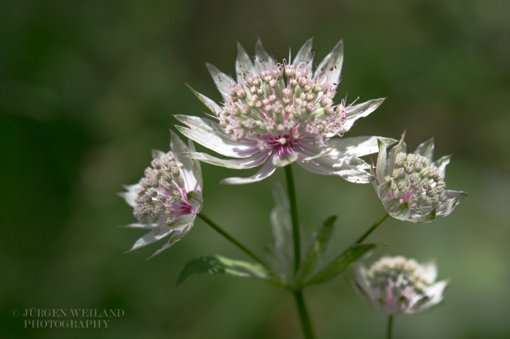 Astrantia major Grosse Sterndolde Great masterwort.jpg