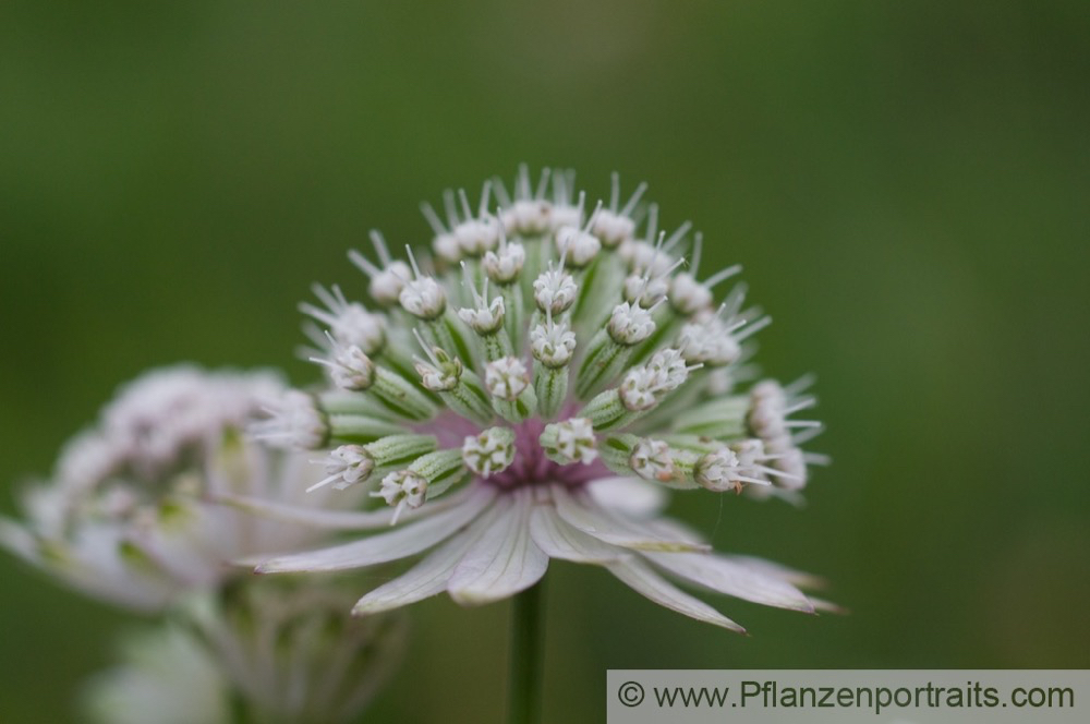 Astrantia major Grosse Sterndolde Greater Masterwort 2.jpg