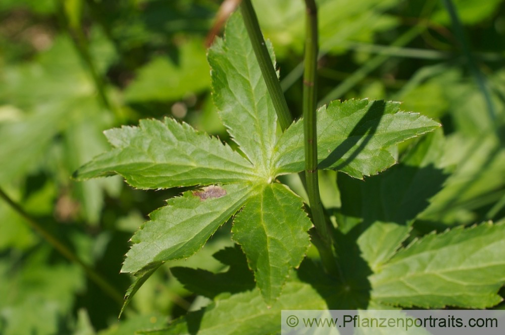 Astrantia major Grosse Sterndolde Greater Masterwort 3.jpg