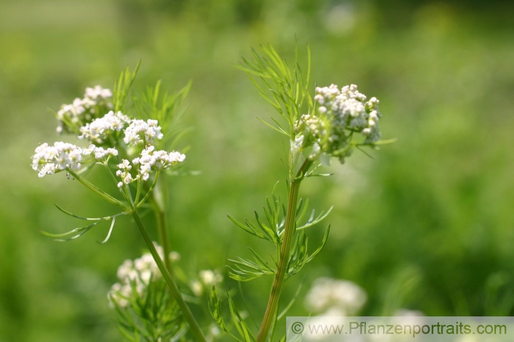 Carum carvi Wiesen Kuemmel Caraway.jpg