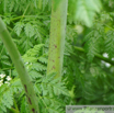 Conium maculatum Gefleckter Schierling Poison Hemlock.jpg