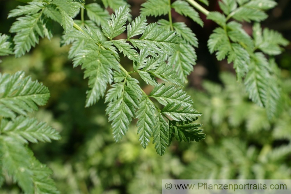 Conium maculatum Gefleckter Schierling Poison Hemlock1.jpg