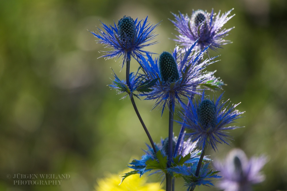 Eryngium alpinum Alpen Mannstreu Alpine sea holly.jpg