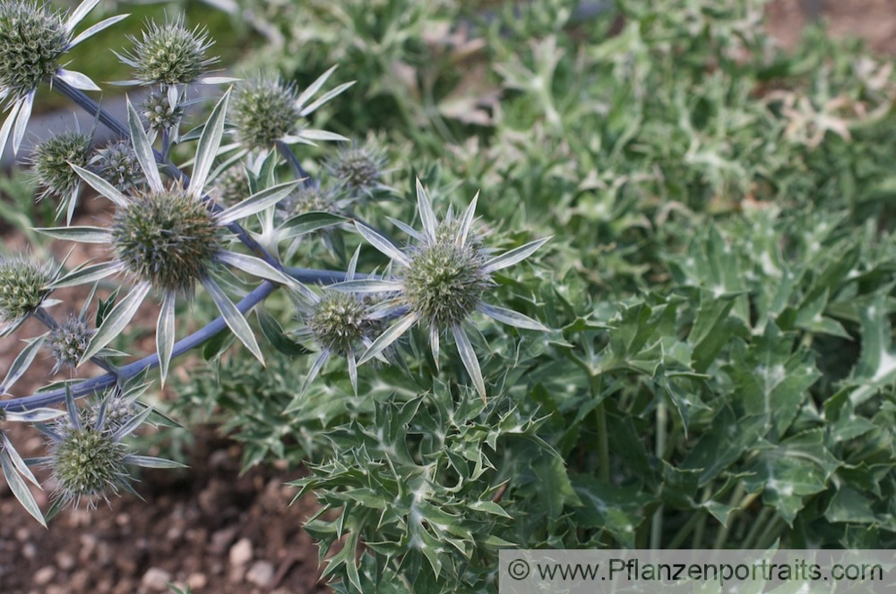 Eryngium bourgatii Gouan Pyrenaendistel Sea Holly1.jpg