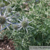 Eryngium bourgatii Gouan Pyrenaendistel Sea Holly1.jpg