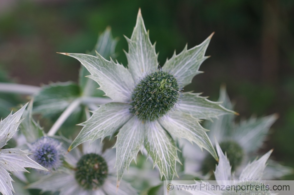 Eryngium giganteum Elfenbein-Mannstreu Giant Sea Holly 3.jpg