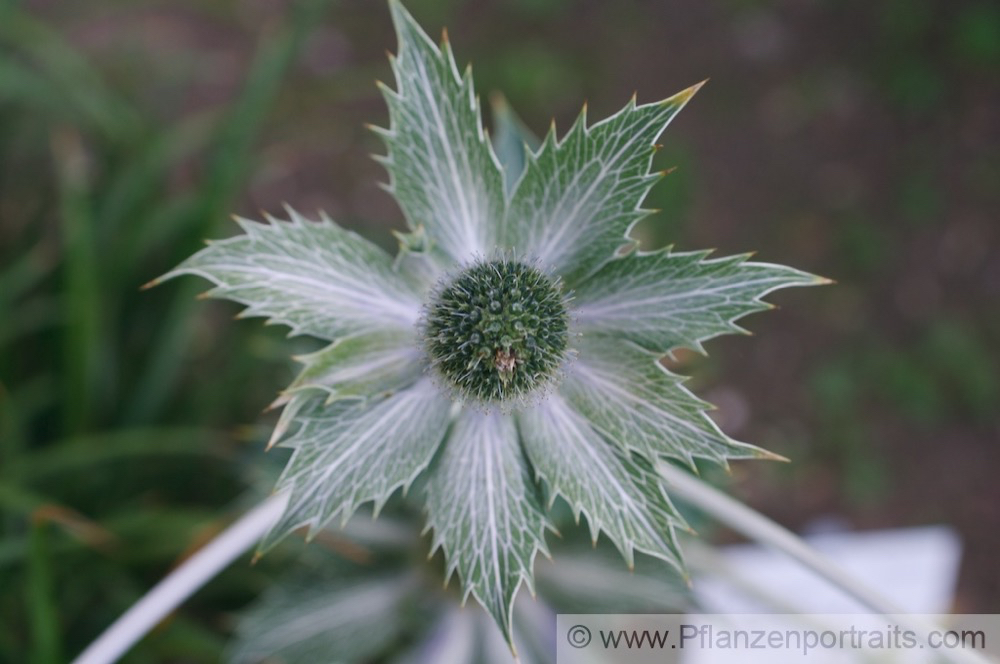 Eryngium giganteum Elfenbein-Mannstreu Giant Sea Holly 5.jpg