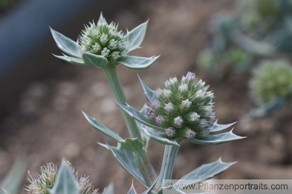 Eryngium maritimum Stranddistel Sea Holly 2.jpg