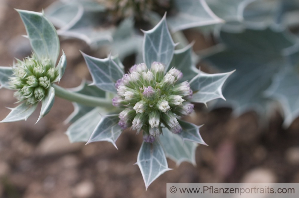 Eryngium maritimum Stranddistel Sea Holly 3.jpg