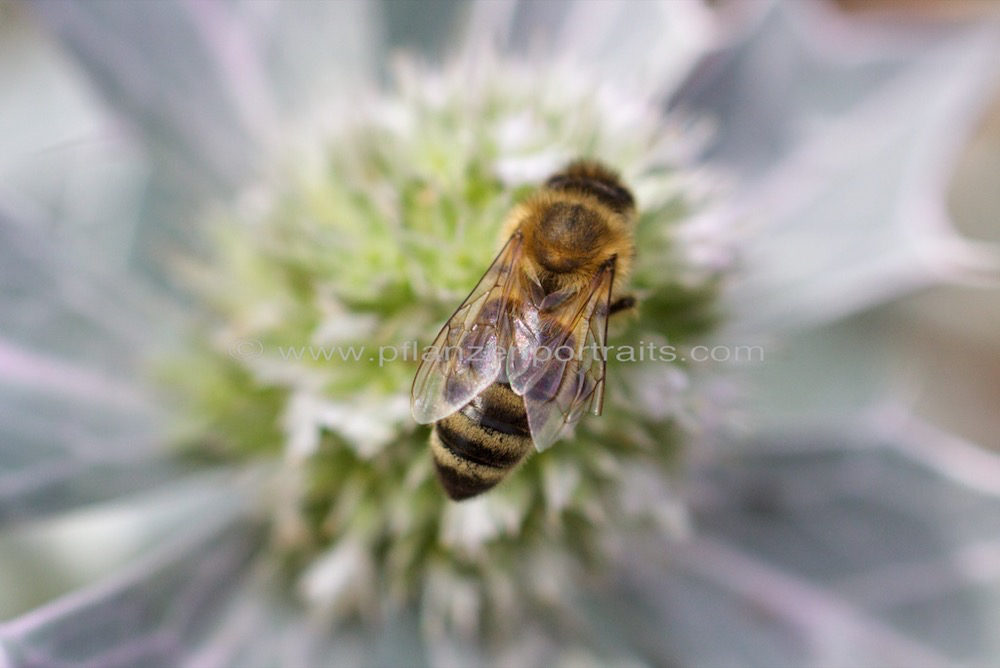 Eryngium maritimum Stranddistel Sea Holly.jpg