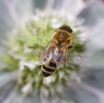 Eryngium maritimum Stranddistel Sea Holly.jpg