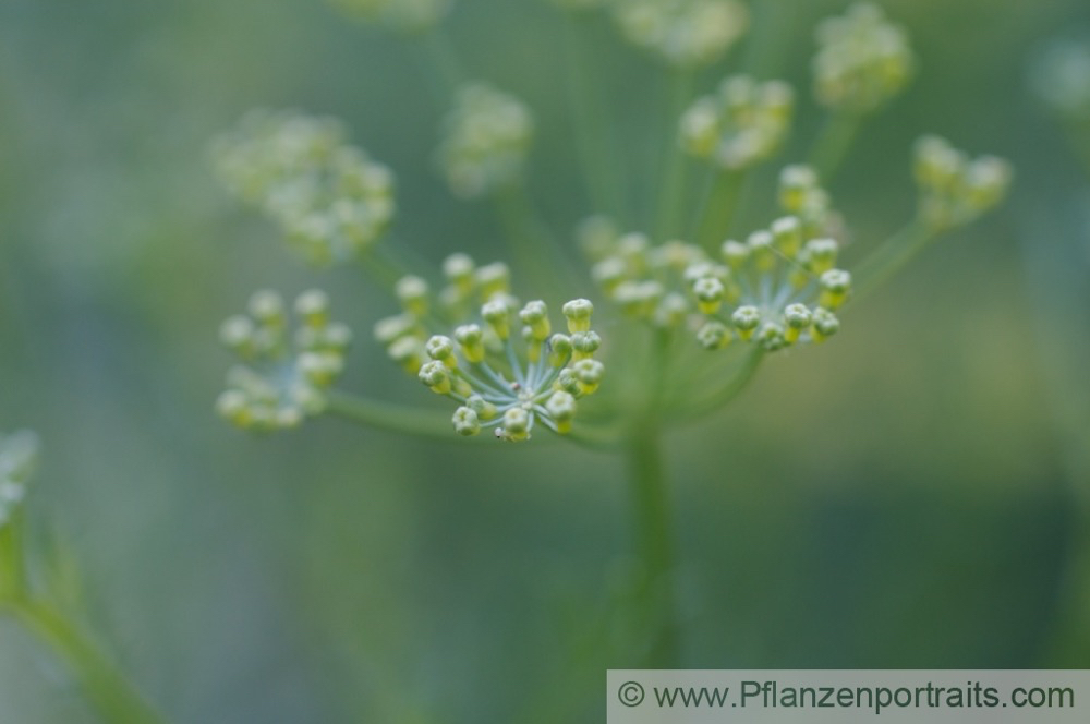 Ferula assa foetida Stinkasant Giant Fennel 1.jpg