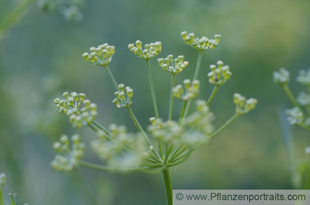 Ferula assa foetida Stinkasant Giant Fennel 3.jpg