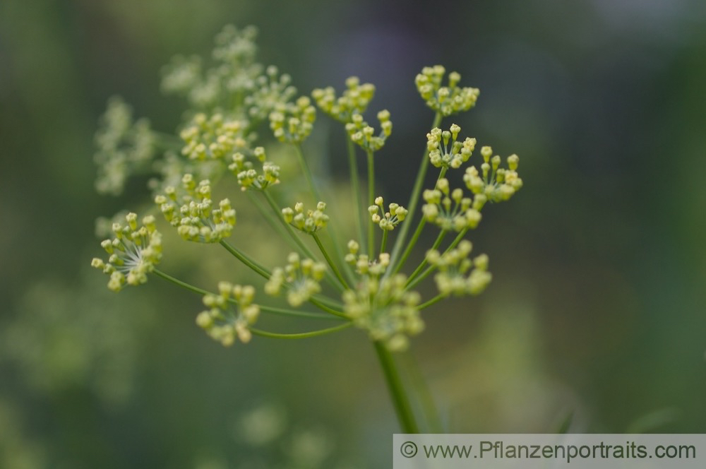 Ferula assa foetida Stinkasant Giant Fennel 4.jpg