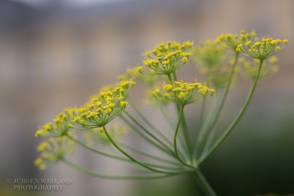 Foeniculum vulgare Fenchel Fennel.jpg