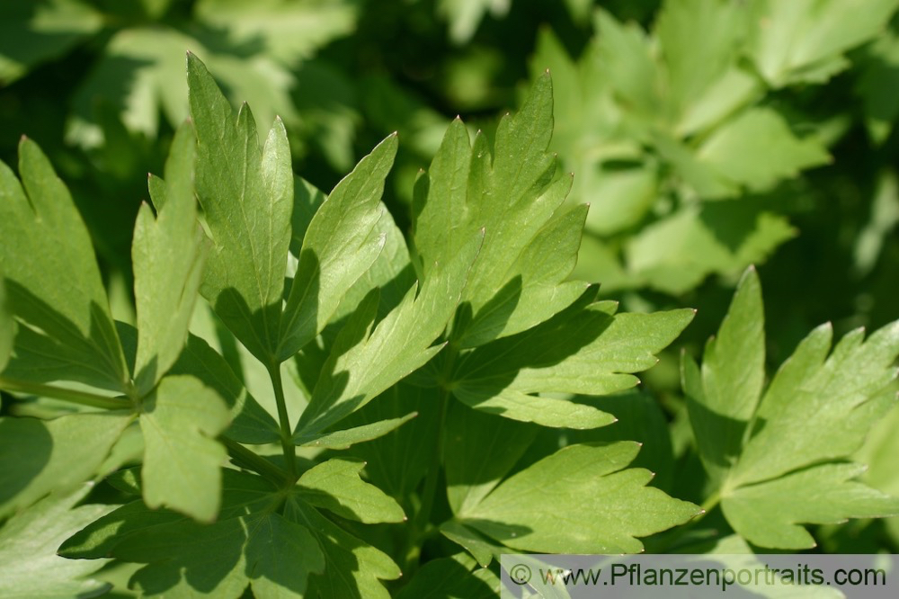 Levisticum officinale Liebstoeckel Lovage.jpg