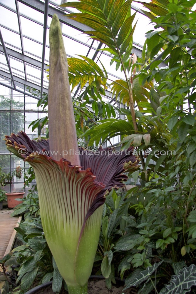 Amorphophallus titanum Titanenwurz Devils Tongue 2.jpg