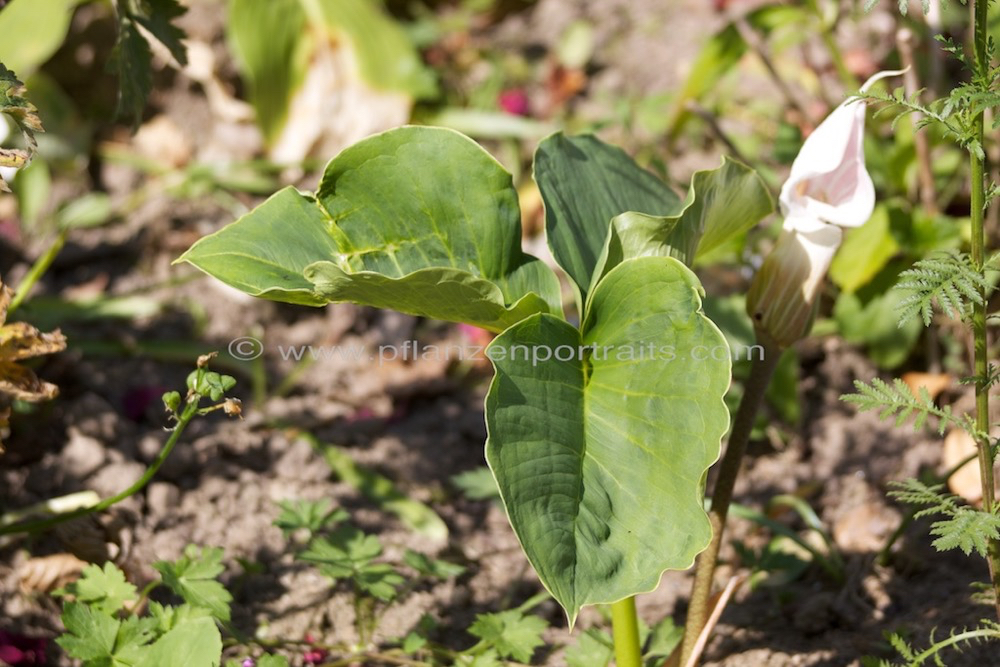 Arisaema candidissimum Feuerkolben Cobra Lily1.jpg