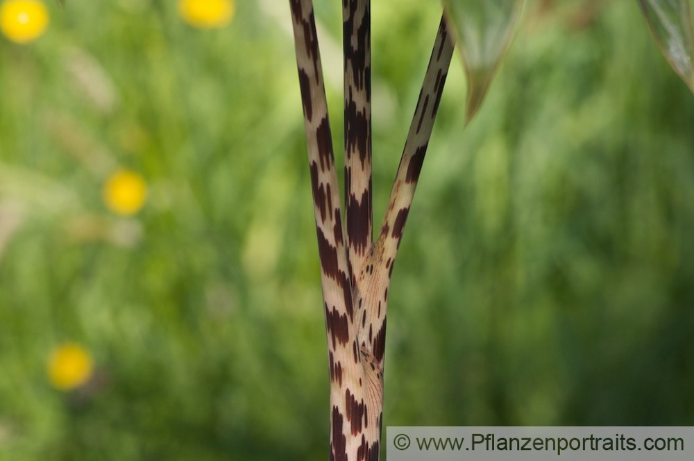 Arisaema nepenthoides Feuerkolben Cobra Lily 1.jpg